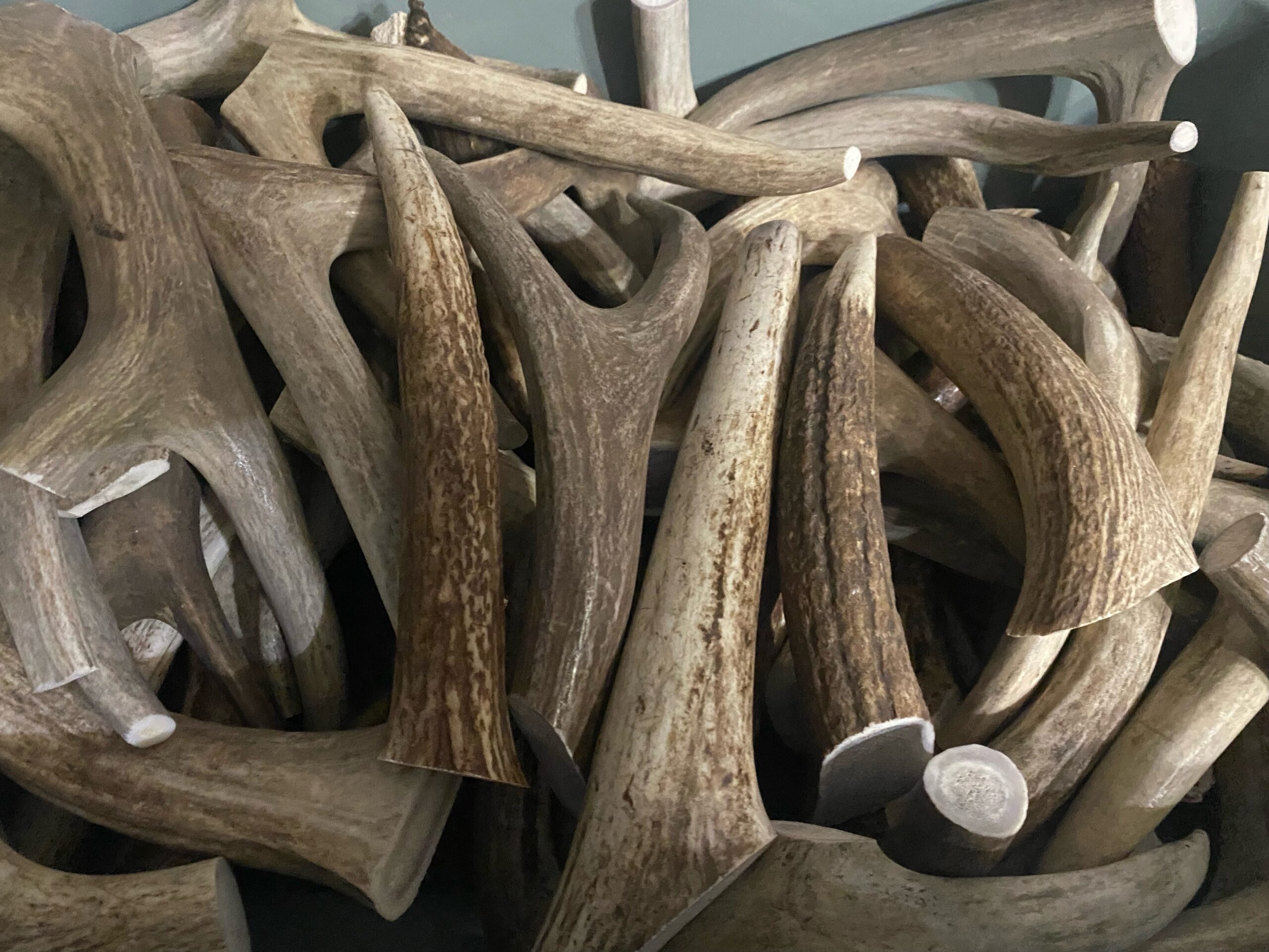 Premium Elk Antler - BW Antlers